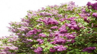 Syringa x Vulgaris 'Monge' (French Hybrid Lilac)