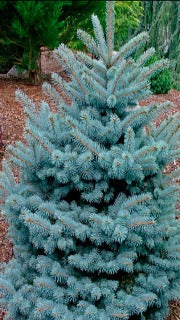 Picea Pungens 'Montgomery' (Montgomery Blue Sprue)