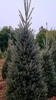 Picea Glauca 'Montrose Charm' (Montrose Charm Spruce)