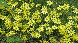 Coreopsis Verticillata 'Moonbeam' (Threadleaf Tickseed)