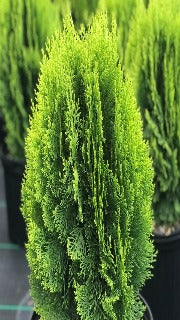 Thuja Occidentalis 'Morgan' (Morgan Cedar)