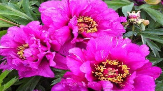 Paeonia Itoh 'Morning Lilac' (Intersectional Peony)