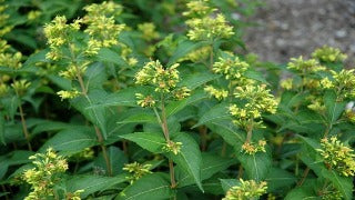 Diervilla Rivularis Summer Stars 'Morton' (Summer Stars Honeysuckle)