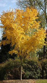 Ulmus Davidiana Var. Japonica Accolade 'Morton' (Accolade Elm)