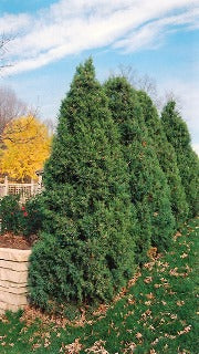 Juniperus Chinensis 'Mountbatten' (Mountbatten Juniper)