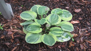 Hosta 'Frosted Mouse Ears' (Plantain Lily)