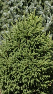 Picea Abies 'Mucronata' (Mucronata Norway Spruce)