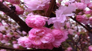 Prunus Triloba Var. Multiplex (Flowering Almond)