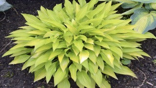 Hosta 'Munchkin Fire' (Plantain Lily)