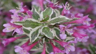 Weigela Florida My Monet Purple Effect (My Monet Purple Effect Weigela)