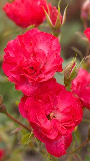 Rosa Easy Elegance Mystic Fairy