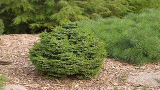 Picea Omorika 'Nana' (Dwarf Serbian Spruce)
