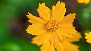 Coreopsis Auriculata 'Nana' (Dwarf Tickseed)