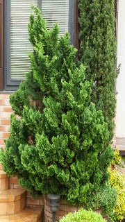 Chamaecyparis Obtusa 'Nana Gracilis' (Dwarf Hinoki Falsecypress)