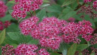 Spiraea Japonica 'Neon Flash' (Neon Flash Spirea)