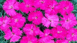 Dianthus x 'Neon Star' (Pinks)