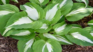 Hosta 'Night Before Christmas' (Plantain Lily)