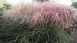 Miscanthus Sinensis 'Nippon' (Nippon Maiden Grass)