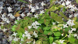 Epimedium x Youngianum 'Niveum' (Barrenwort)