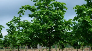 Tilia Cordata Norlin 'Roland' (Norlin Linden)