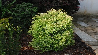 Metasequoia Glyptostroboides 'Northlight ('Schirrmann's Nordlicht')' (Northlight Dawn Redwood)