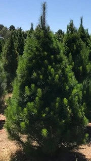 Picea Glauca 'North Pole' (North Pole White Spruce)