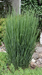 Panicum Virgatum 'Northwind' (Northwind Switch Grass)