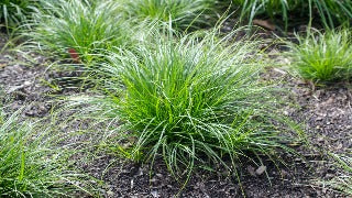 Carex Pensylvanica (Oak Sedge)