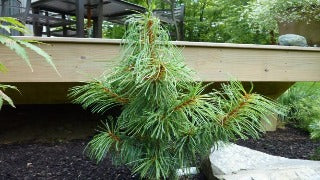Pinus Koraiensis 'Oculus Draconis' (Dragon's Eye Korean Pine)
