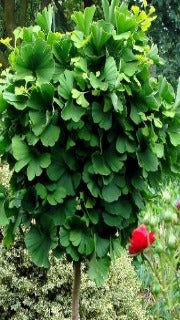 Ginkgo Biloba 'Ohazuki' (Maidenhair Tree)