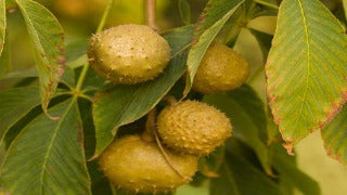 Aesulus Glabra (Ohio Buckeye)