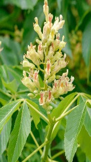 Aesculus Glabra (Ohio Buckeye)