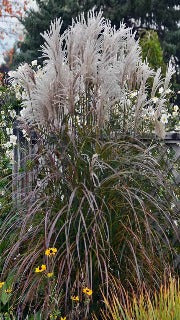 Miscanthus Sinensis 'Oktoberfest' (Oktoberfest Maiden Grass) – The ...