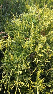 Juniperus x Pfitzeriana 'Old Gold' (Old Gold Juniper)