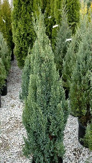 Juniperus Chinensis 'Ontario Green' (Ontario Green Juniper)
