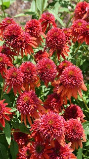 Echinacea x Double Scoop Orangeberry (Orangeberry Coneflower)