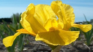 Iris Pumila 'Orange Caper' (Standard Dwarf Bearded Iris)