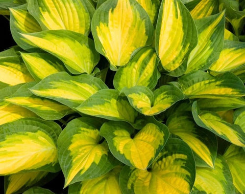  Hosta 'Orange Marmalade' (Plantain Lily)