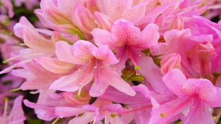 Azalea 'Orchid Lights'