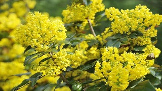 Mahonia Aquifolium (Oregon Grape-Holly)