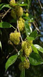 Maclura Pomifera (Osage Orange)