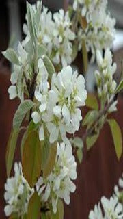 Amelanchier Alnifolia Standing Ovation ('Obelisk' Standing Ovation Serviceberry)