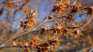 Hamamelis Vernalis (Vernal Witchhazel)