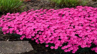 Dianthus x 'Paint the Town Magenta' (Dianthus Paint the Town Magenta)