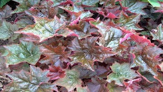 Heuchera Micrantha 'Palace Purple' (Coral Bells)