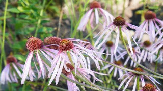 Echinacea Pallida (Pale Purple Coneflower)