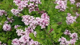 Syringa Meyeri 'Palibin' (Dwarf Korean Lilac)