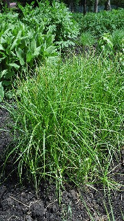 Carex Muskingumensis (Palm Sedge Grass)