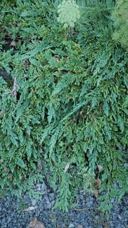 Juniperus Horzontalis 'Pancake' (Pancake Juniper)