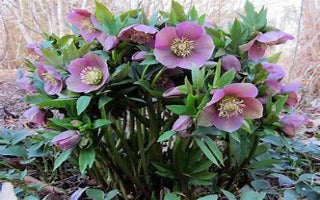 Helleborus x 'Paris in Pink' (Lenten Rose)